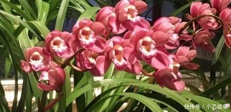 10种花,别着急往屋里搬,放外面冻20天,明年开花才旺