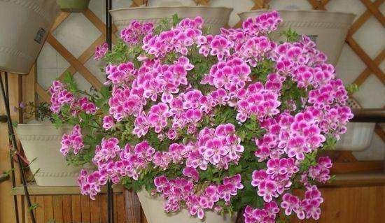 玛格丽特|6种漂亮花，秋天千万不要“乱修剪”，影响一年开花量