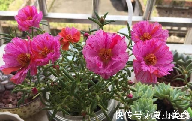 枝叶|这几种花远离阳台,温度一高就晒黄叶,一时半会无法返青