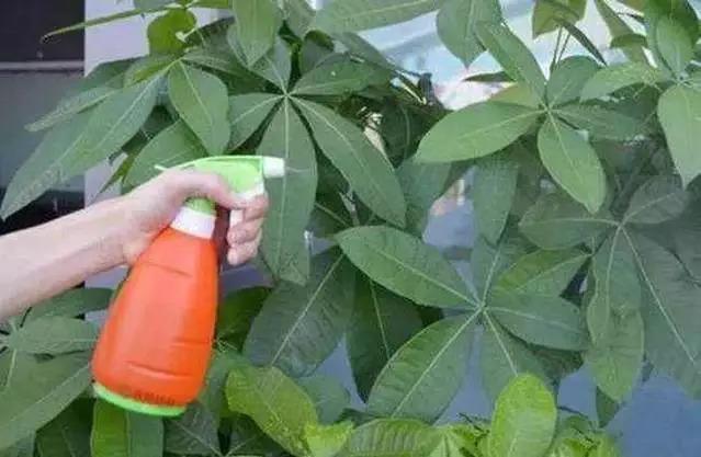 到了秋天,1盆水浇花,绿萝、发财树“嗖嗖冒芽”,迅速爆盆