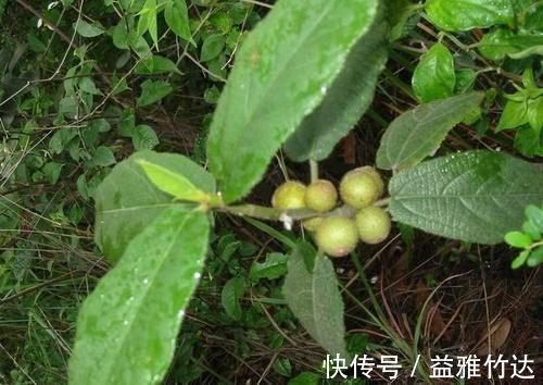 无花果|只知道果子味道甜好吃,却不知根茎才是好货,钙含量是牛奶7倍!