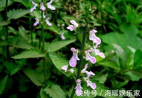 泡菜凉拌|这野草人称“草石蚕”，以前被人瞧不起，现在泡菜凉拌都不错