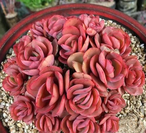 值得拥有的4种红色多肉,好养护上色快,叶子鲜红似火烧!