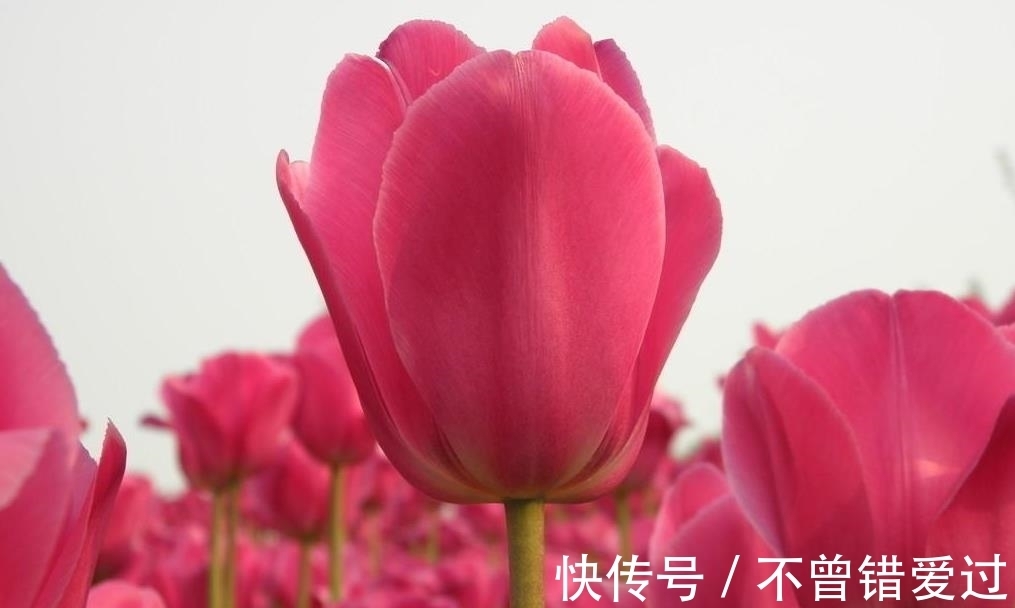 4种耐寒的花卉,零度以下也能活!低温区也可以养花了