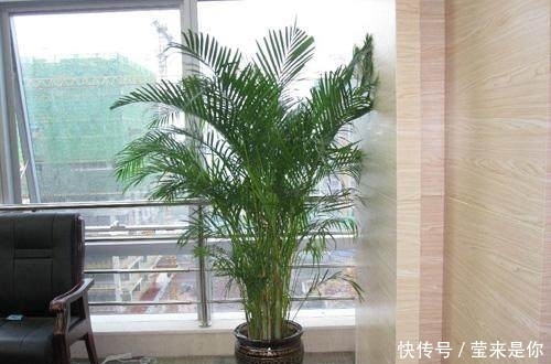 家居|家居养花选择这三种，不仅好看，还能净化空气，放在客厅卧室最好