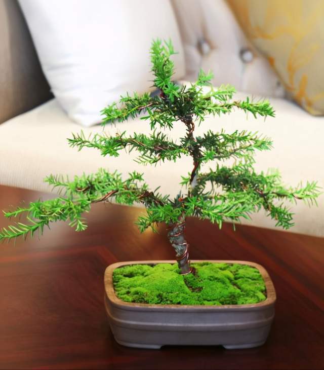 强光|6种植物摆放在客厅,不仅好看、寓意好,还可以“鼓舞”人心