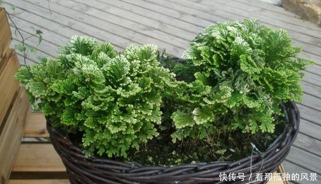 这种生在“石头缝”里的野草，挖两棵回家，一年能增值不少！