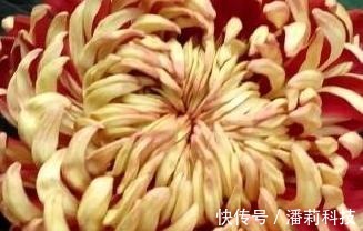 菩萨|喜欢菊花，就养盆“国华系列”国华雨露，似菩萨宝座，高贵典雅