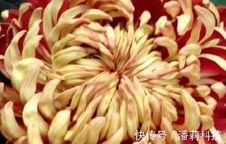 菩萨|喜欢菊花,就养盆“国华系列”国华雨露,似菩萨宝座,高贵典雅
