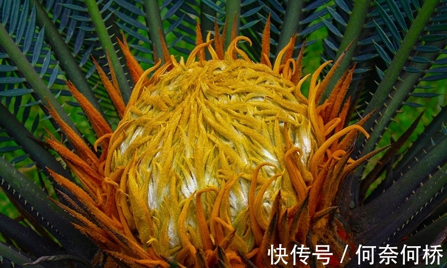 “铁树开花水倒流”,歙县徽园一株铁树开出罕见“牡丹状”粉色花
