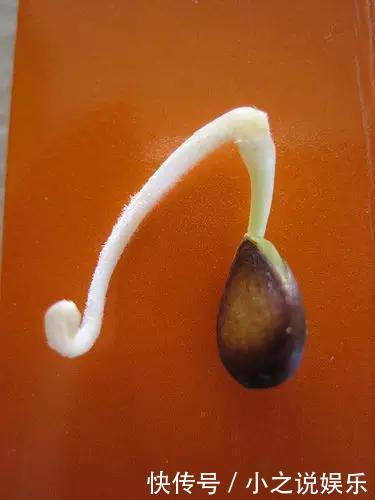 吃完这4种水果,我把籽扔花盆里,秒变小森林!