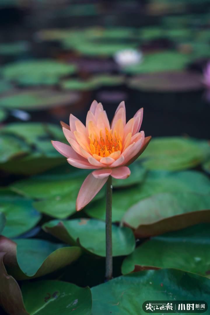 三潭印月|美炸了！三潭印月睡莲中的“大姐大”王莲，开了今年的第一朵花