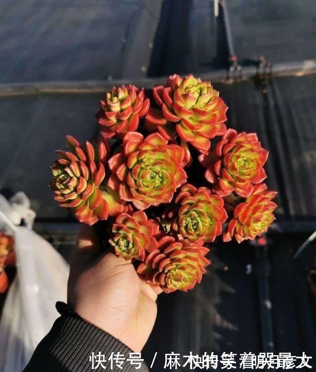 姬胧月|这“三多肉”是爆崽小能手，遇水疯长“寓意好”，却被当作低端货！