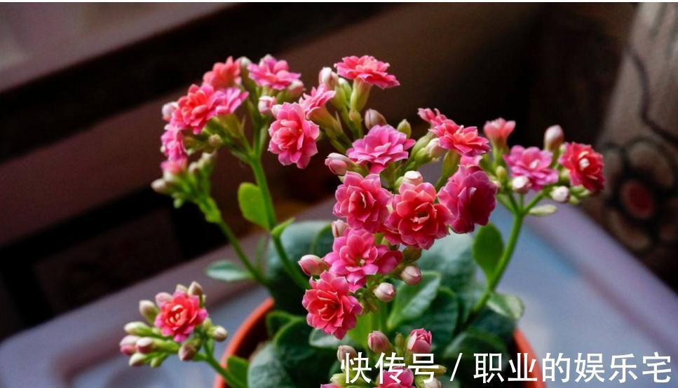 不易“养死”的13种花，独特有格调，好养又漂亮，新手养花首选