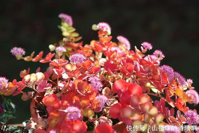 家中养一“皮实花”,一年四季都开花,开得比绣球花还旺!