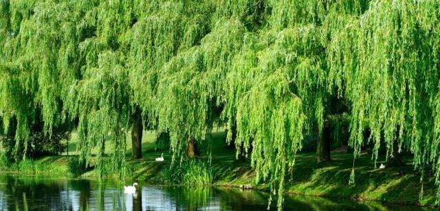 水浒传|鲁智深倒拔垂杨柳,拔的是杨树还是柳树原来古代杨、柳都是柳