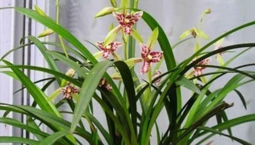 透气性|老花农养兰花,只用1种植料,易生根好栽种浇水方便
