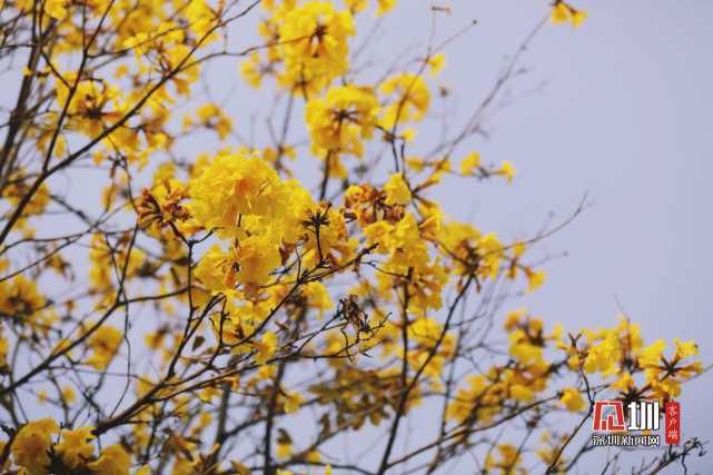 繁花绽放装点光明 一步走进春天里