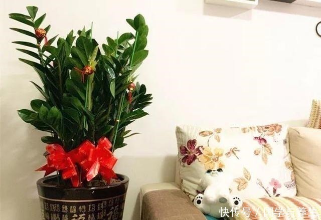 种树|懂花的人,专挑“4种树”养客厅,耐旱好活、富贵生财,寓意好!