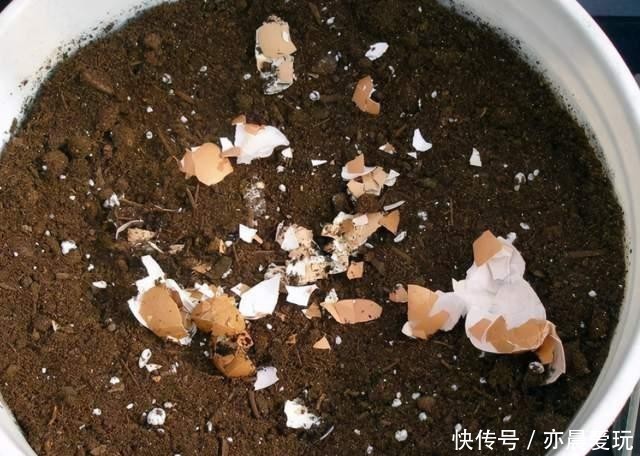 养花|养花也是门技术活,瓶瓶罐罐当花盆,各种废料当花肥,方便实用