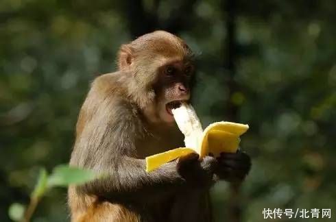 血糖水平|香蕉要买带斑点的？对这几类人群好处多