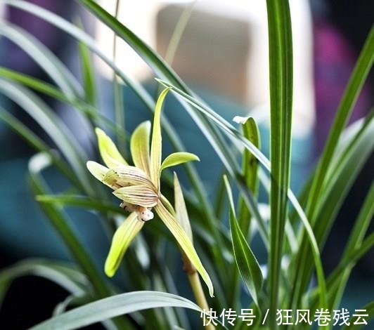 兰花盆土加点“万能肥料”，用对方法，可能真的10年不需要施肥