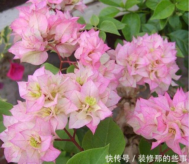 几款花卉便宜又好养,花姿妖娆,丢到阳台开完一茬又一茬