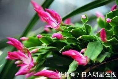 浇水|盆里扔个圆“球球”,蟹爪兰长疯了,开成一个大圆“球”!