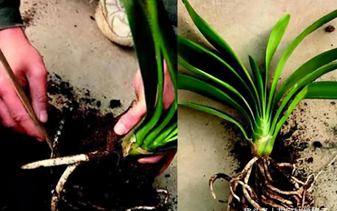 冬天养君子兰,满足它8个要求,花箭蹭蹭窜,开花就这么容易