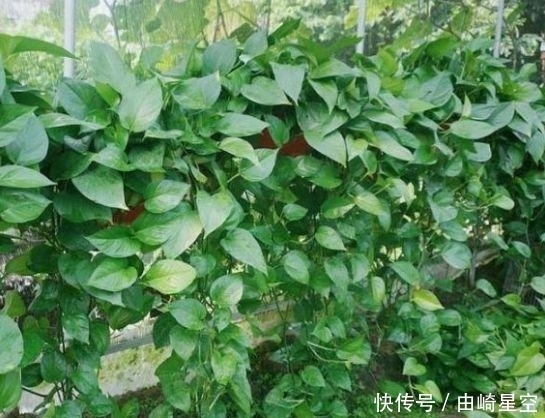 4种花吸甲醛很厉害,养上几盆,室内甲醛没了,生活更舒适!