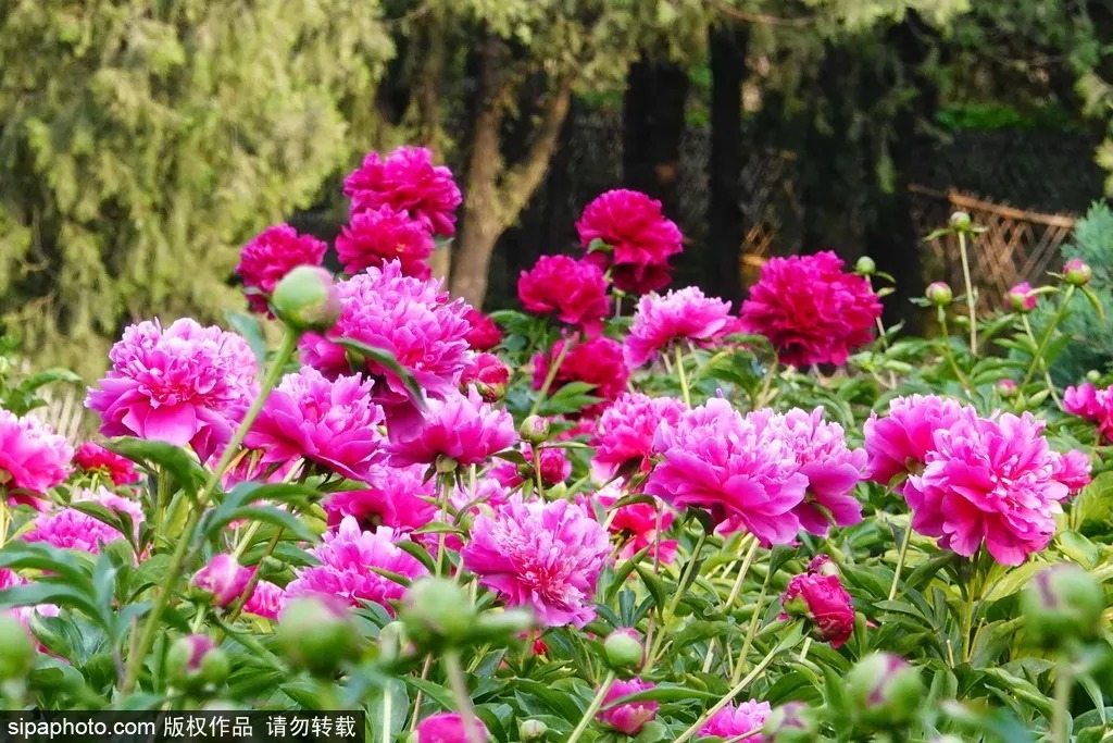 北京|绝美花海,北京房山这里的20万棵芍药花开得正艳!