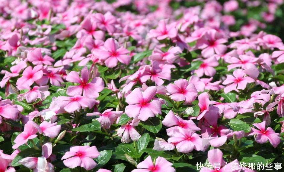 谁见了都喜欢的4种花，好养又漂亮，阳台变成“五彩”花园！