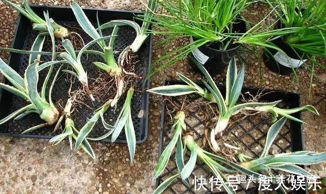 龙舌兰用根茎底部的侧芽扦插繁殖，比繁殖芦荟还简单