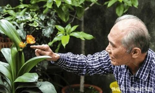 爷爷|君子兰总是不开花爷爷用一勺“它”，不烂根、不夹箭，开花艳