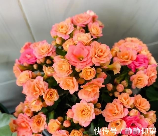 长寿花这个地方剪一剪,满头冒花苞,独苗绽放层叠群花