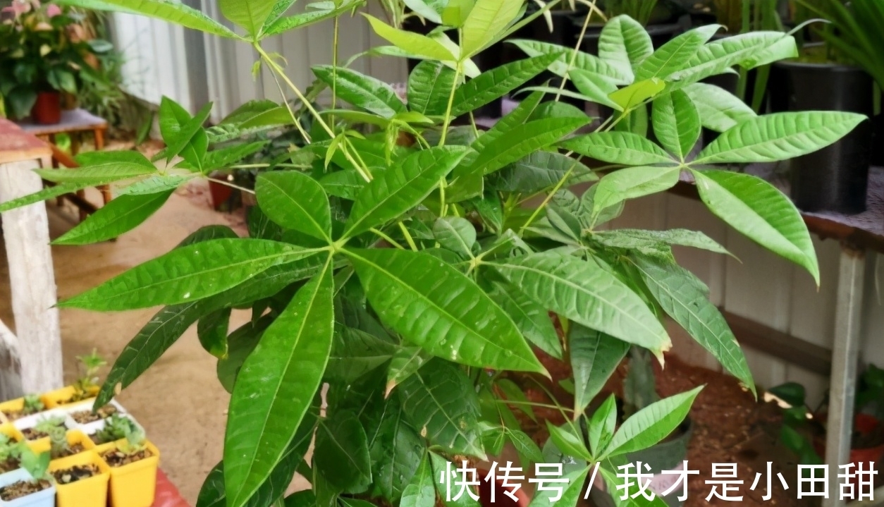 水溶肥|养花人必须记住的“施肥口诀”，只要合理掌握，养花变得轻轻松松