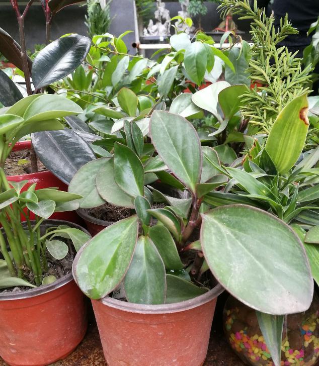 如何挽救枯萎发蔫的花草，别以为浇水就能活过来哦