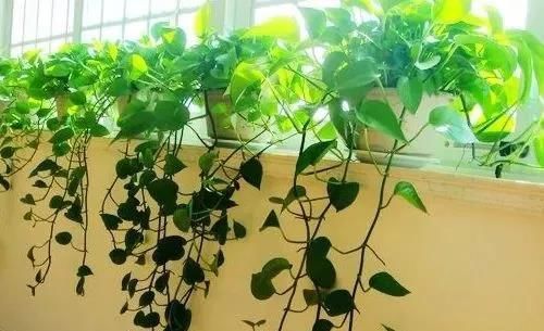  花肥|捡1物丢水里，就是养花万能水，养啥旺啥，比花肥强10倍！