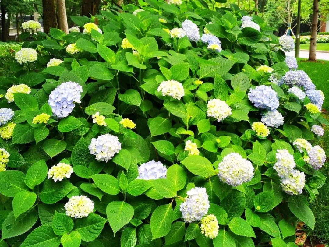 马卡龙|绣球繁花尽绽放 徐汇街头觅“清新”