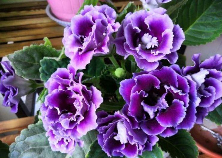 5种花漂亮易爆盆，开花幽香暗淡，花型圆滚惹人爱，值得拥有