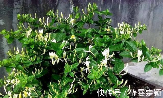 这“3种花”不仅好养、开花美，还能除螨去味，养上10盆都不够