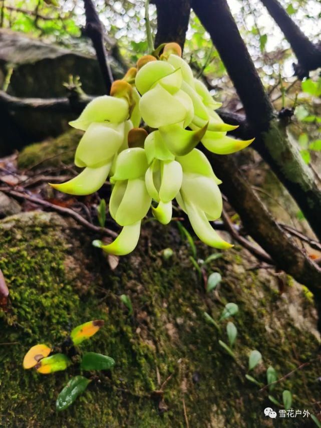 禾雀花开了吗？禾雀花已盛开