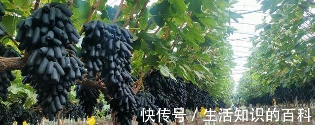 蓝宝石|有院子的朋友,不要错过这种果树,不怕旱不怕晒,好吃又营养!