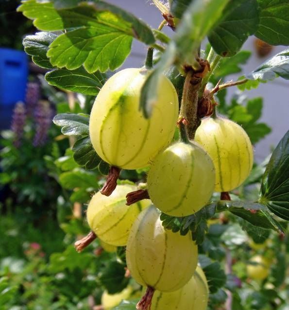 草莓|世界上最贵的水果,吃过3种以上的都是土豪啊