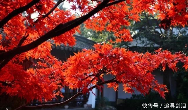 芦花|清霜醉枫叶，淡月隐芦花。读古诗词，品旧时光里那一川浓浓枫味