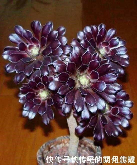 桂花|此花能当“传家宝”,一样就是几十年,老桩粗、叶子密!