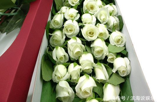 精品|喜欢玫瑰，不如养盆“精品玫瑰”坦尼克，花开花朵肥硕，四季开花