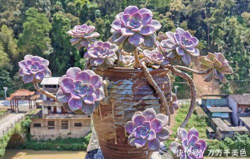 褪色|5种漂亮多肉,皮实又好养,不容易褪色,冻一冻叶片更好看!