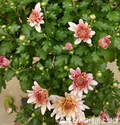 农历九月初四寒露后，养什么花？以下3种花，五福临门六六大顺