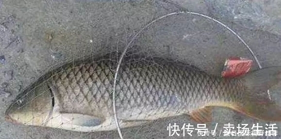 鲫鱼|老钓友摸索出来的“天然饵料”,对大鲤鱼有奇效!